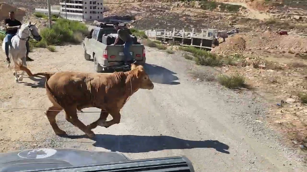 مطاردة عنيفه  بعد هروب عجل واصاب اربع  4 اشخاص مع جمال العمواسي