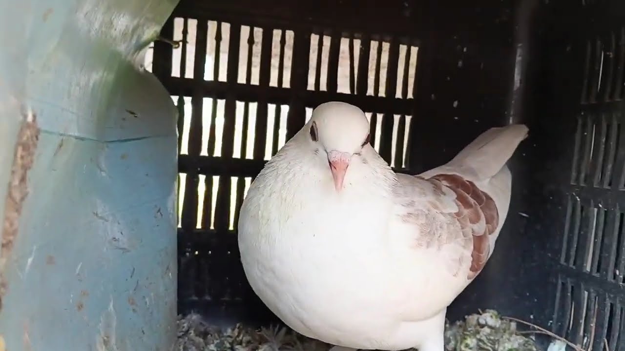 Firse setap ka rivyu kiya#village_life #pigeon #kabootarloft05 #lifestyle #villagevlog 