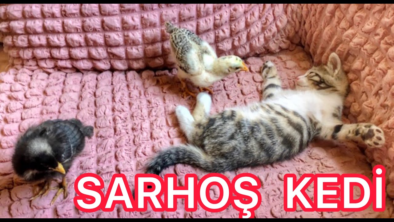 Sarhoş Gibi Uyuyan Kedi ve Civcivlerin Oyunu YouTube