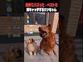 世界でバズった！犬が餌をキャッチ？する瞬間 ベスト5