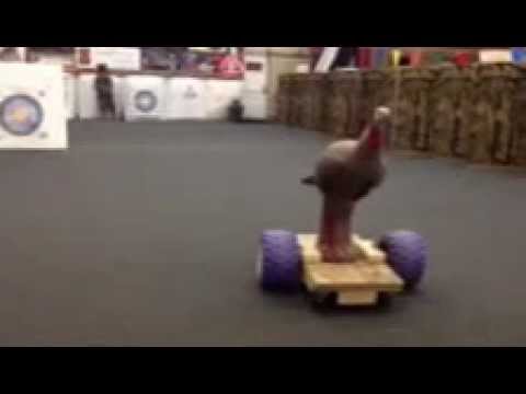 3d motorized  turkey   pop-ups are lame Castle Sv2  robot turkey