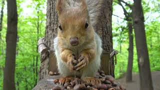 Зарисовка со знакомой белкой / A sketch with a familiar squirrel