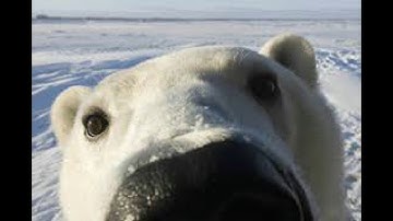 Spring In My Step (earrape)