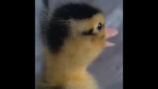 /BABY DUCK SOUND EFFECTS/