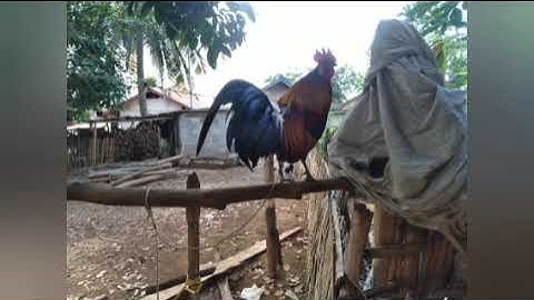 coj peb mus saib kuv 2 tug qaib dib tshiab 2021-2022