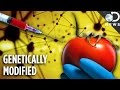 Are Any Foods Natural Anymore? GMOs Explained