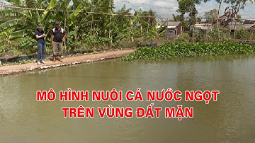 Mô hình nuôi cá nước ngọt trên vùng đất mặn