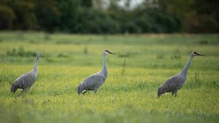 Sandhill Cranes in a field near Long Point National Wildlife Area. by Michael Barber 285 views 3 months ago 22 seconds