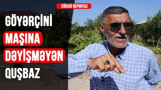 Göyərçini maşına dəyişməyən quşbaz - Xüsusi Reportaj