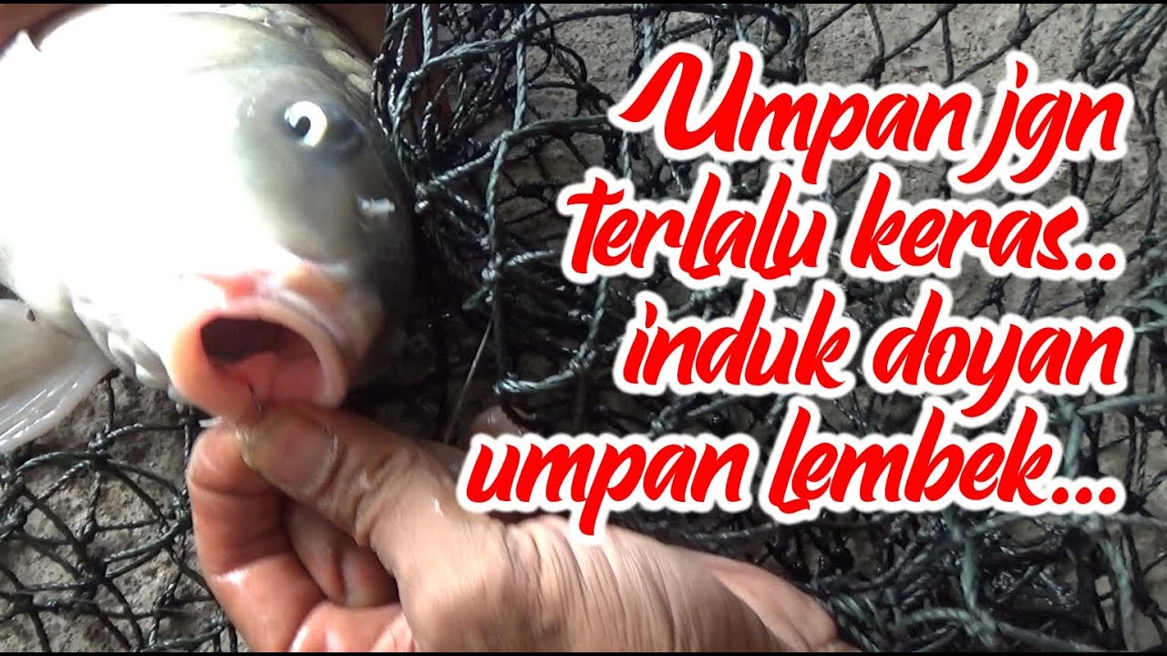 UMPAN INDUK MANCING GALAPUNG