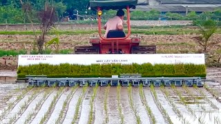 The Biggest Rice Planting in the world - 24 rows x 20cm - Van Lang VietNam