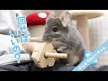 空気を読むチンチラが可愛すぎる！Funny and Cute Chinchilla