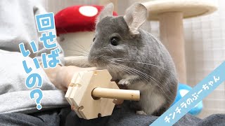 空気を読むチンチラが可愛すぎる！Funny and Cute Chinchilla