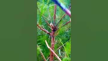 the process of pruning tree branches with sharp tools #shorts