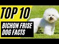 Bichon Frise - Pros and Cons of Owning a Bichon Frise - 10 Things to Know