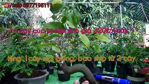 (Đã bán tại vườn)14 cây cúc bi tiên sinh