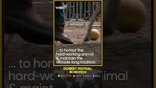 Mexican Town Marks May Day With Donkey Festival Wion Shorts