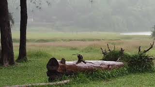 ASMR RAIN SOUNDS/🌧️ Raindrops Symphony: Relaxing Nature Sounds.