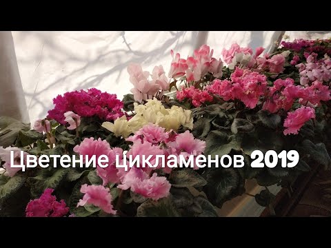 Видео: Цикламенийг хэрхэн яаж өсгөх вэ