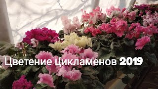 видео: Цикламен (Cyclamen) Цветение цикламенов 2019г. картинка: Цикламен (Cyclamen) Цветение цикламенов 2019г.