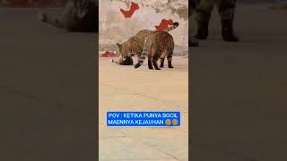 Siapa yang Tahan Liat Kucing Segini Imutnya #shorts #viral #lucu #gemoy #kucing #imut #cat #viralb