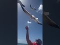 Punta Cana e abençoado pelas gaivotas no passeio de barco.