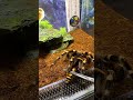 Не суй пальцы, будет Кусь! 👹 Птицеед Acanthoscurria geniculata кушает #shorts #tarantula #cockroach