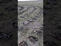 Вот это я понимаю охота.