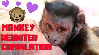 Capuchin Monkey Reunited With Family! (COMPILATION)