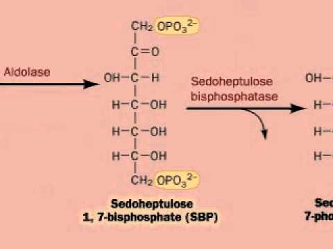 Regeneration of Ribulose-1,5-bisphosphate, RuBP