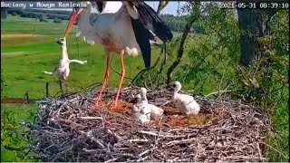 In another nest, the Stork got rid of the fourth chick\/И здесь четвертый лишний