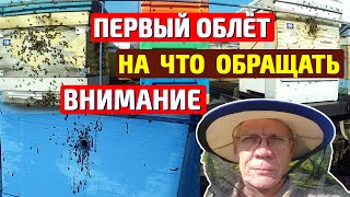 Первый облет пчел что делать На что обращать внимание пчеловоду