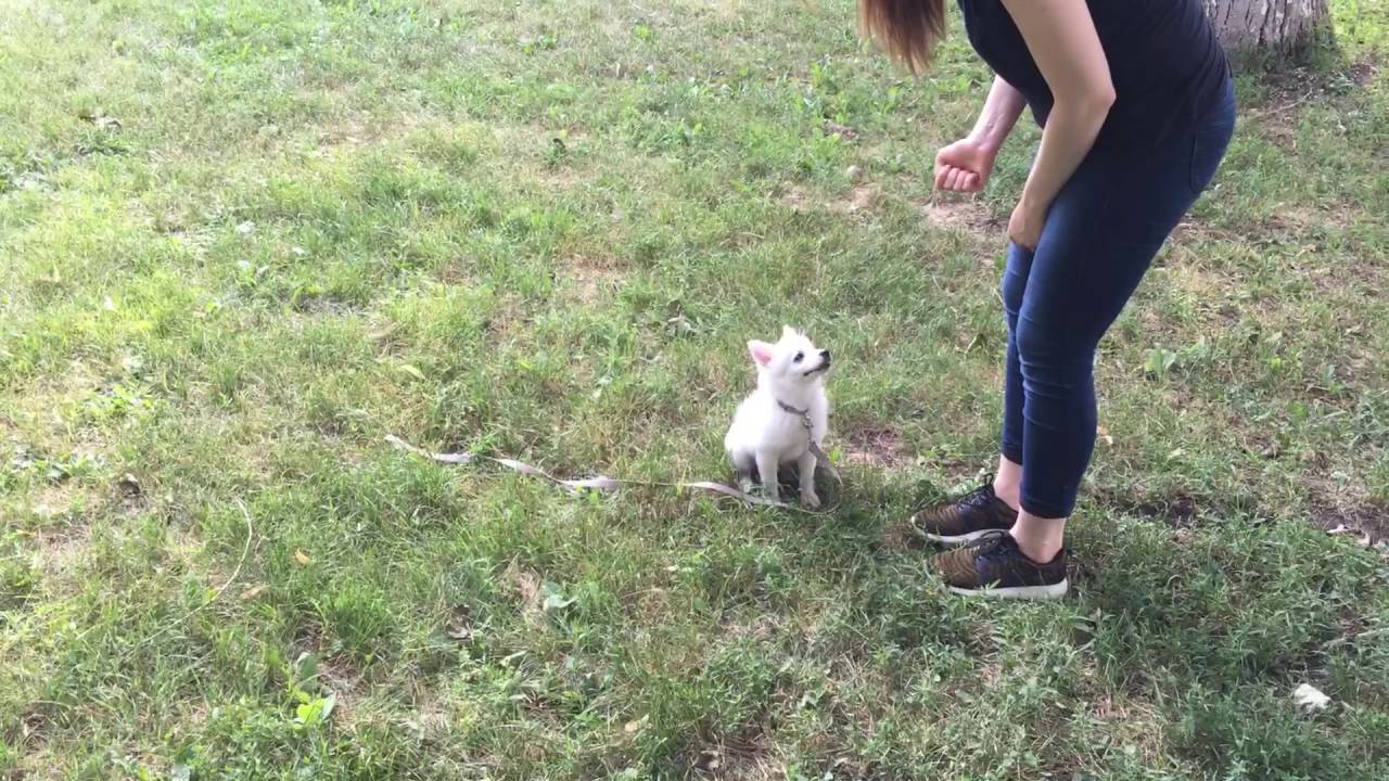 Дрессировка немецкого шпица. - YouTube