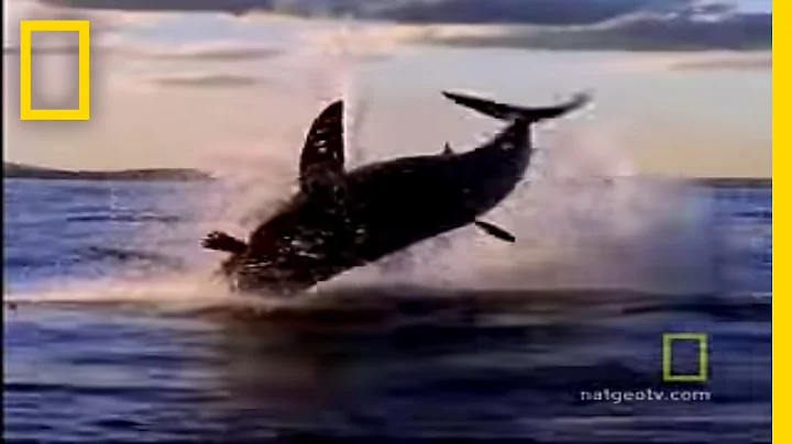 Bull Sharks | National Geographic