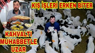 KIŞ İŞLERİ ERKEN BİTER SABAH KAHVALTISI MUHABBETLE UZAR|KÖPEKLERE MAMA KUZLARA YEM GELDİ