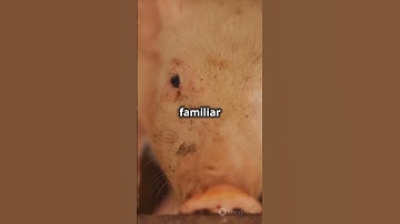 Surprising Facts About Pigs You Didn
