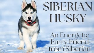 Siberian Husky : An Energetic Furry Friend from Siberian