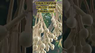 Download Lagu WITH THE RIGHT FERTILIZATION, DURIAN WILL FLOWER profusely #shorts #short MP3 Download Lagu WITH THE RIGHT FERTILIZATION, DURIAN WILL FLOWER profusely #shorts #short MP3
