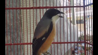 Cendet Manapun Bakal Ikut  Nyamber Gacor Dan Emosi Dengan Kicauan Cendet Gacorr Ini