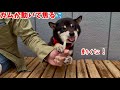 これは離さん！６歳誕プレが嬉し過ぎて絶対離さない小粒黒柴ちゃんがかわゆ