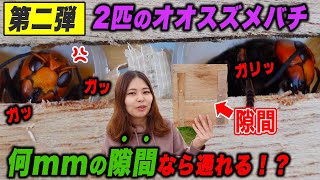 【養蜂対策実験第2弾】オオスズメバチは何mmの隙間なら通れるのか！？