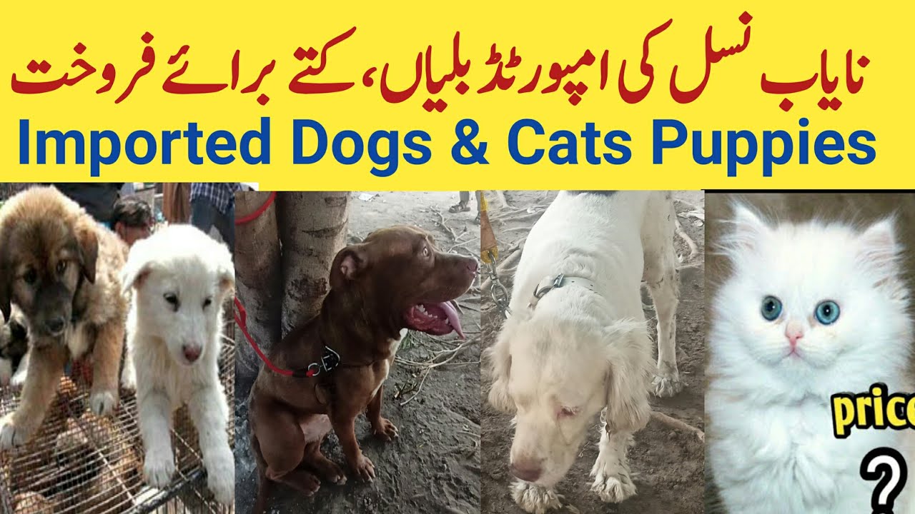 Imported Puppies Dogs Cats For Sale in Lahore Tollinton Pets Market