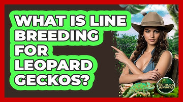 What Is Line Breeding For Leopard Geckos? - Reptilian Wonders
