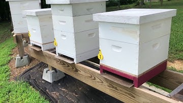 Hidden Entrance Bee hive
