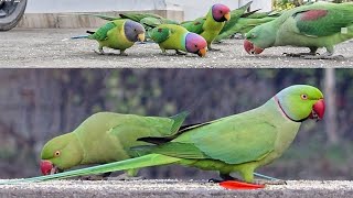 Ring Neck Parrot And Plum Head Parrot Videos Compilation  🦜