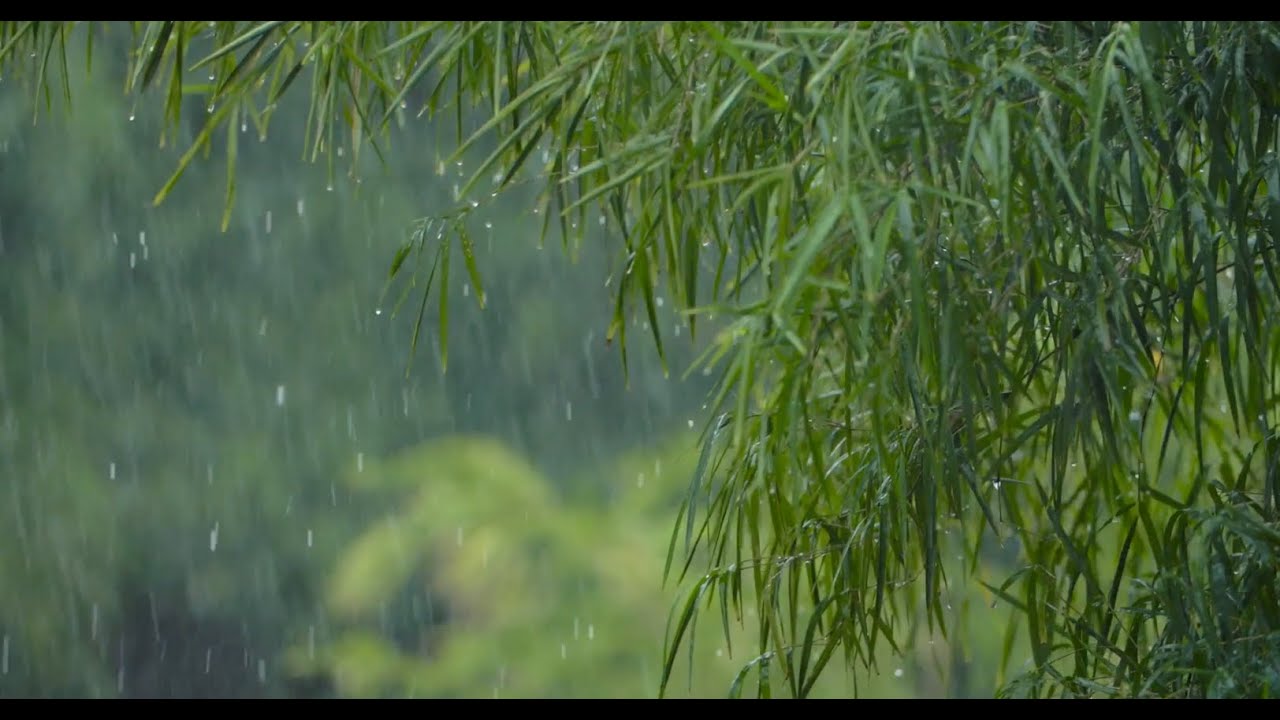 Relaxing sound of rain and wind in forest 1 hour - YouTube