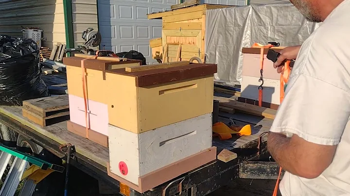 How I load swarm traps to successfully catch honey bee swarms.