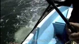 Fishing video: Ray 70 kg