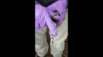 Palm Injection, part 12 - Setting Up for the Stinger Needle Method