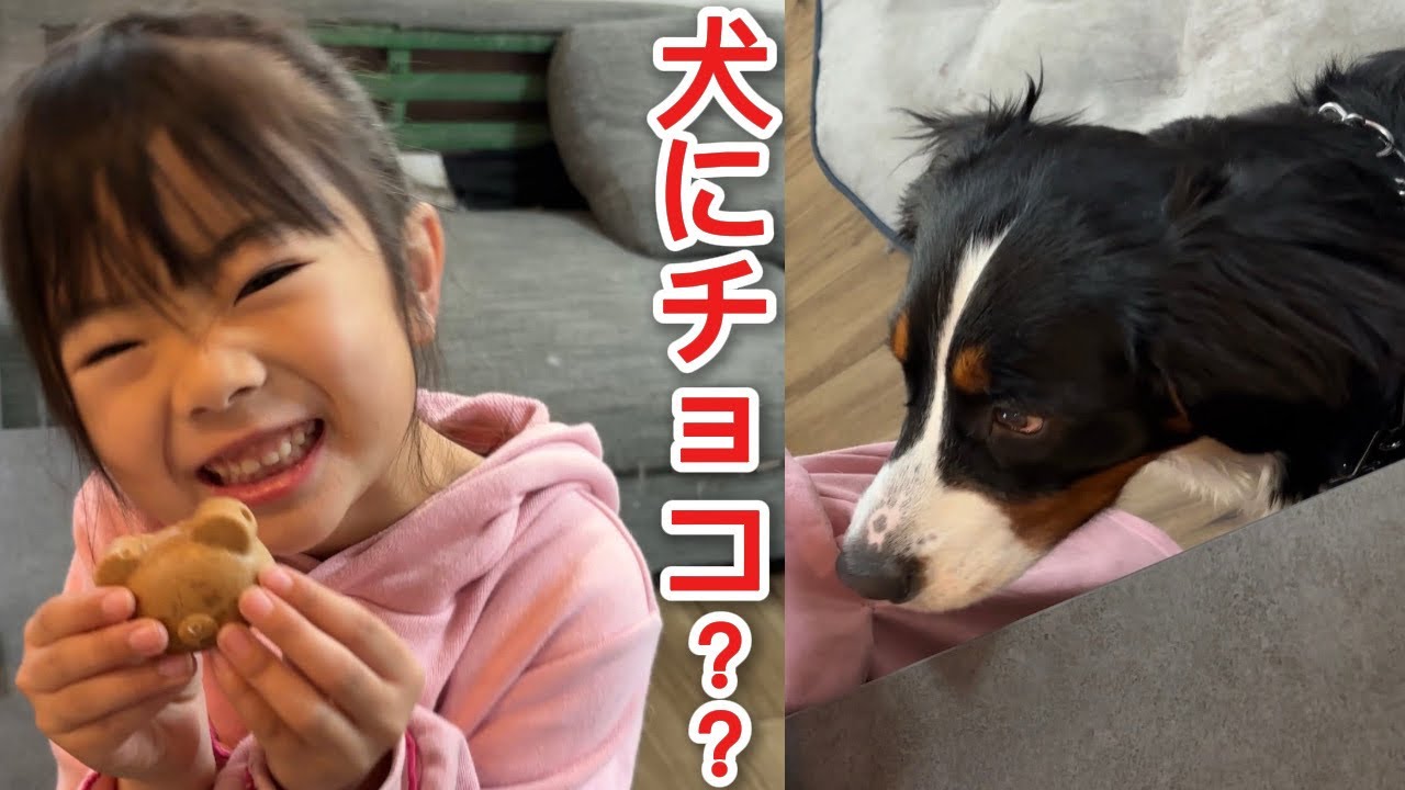 バレンタインなので犬にもチョコあげてみた結果